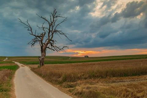 Old withered oak Stock Photos