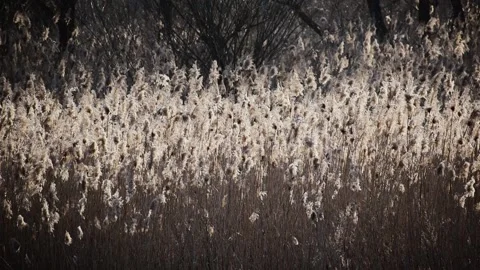 An old withered reed shakes on the wind. landscape swamp valley. Stock Footage 140831739