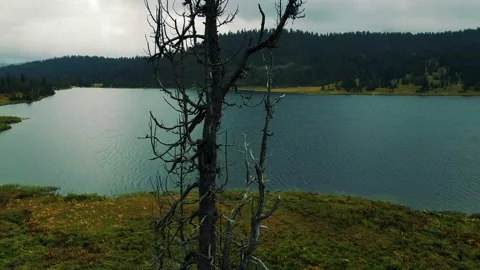 An old, withered tree against the backdrop of a lake and mountains. Stock Footage 148651839