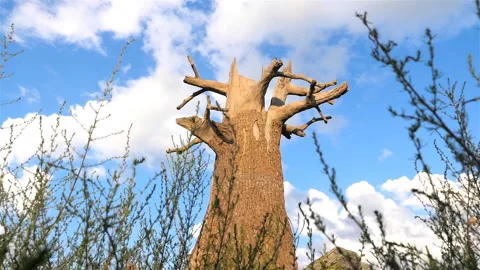 Old withered tree in the field. the camera is in motion. Beautiful clouds. Blue Stock Footage 119111811