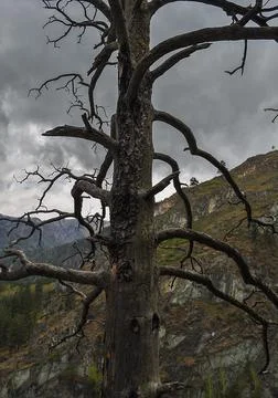 An old withered tree in the mountains Stock Photos