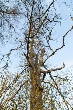 Old withered tree Stock Photos