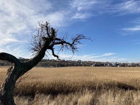 An old, withered tree stands on a small hill. Stock Photos