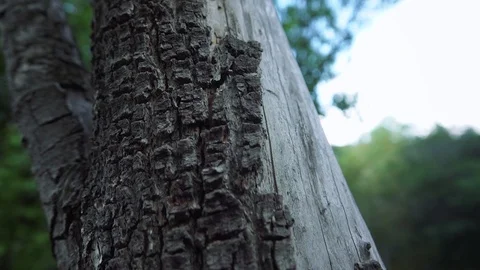 Old withered tree trunk Stock Footage 111957239