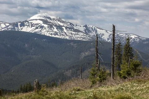 Old withered trees, untouched forests Zakukullya on the background of Hover.. Foto stock