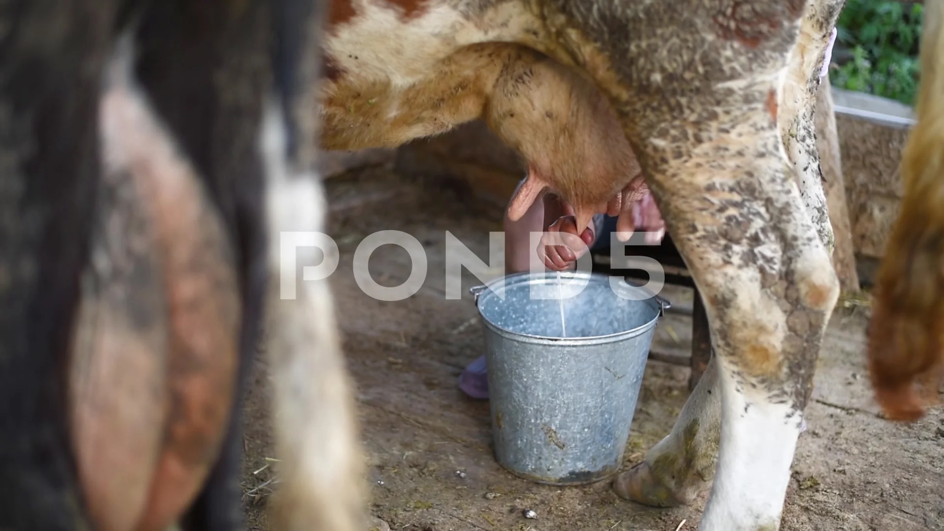 Woman Milked Like A Cow