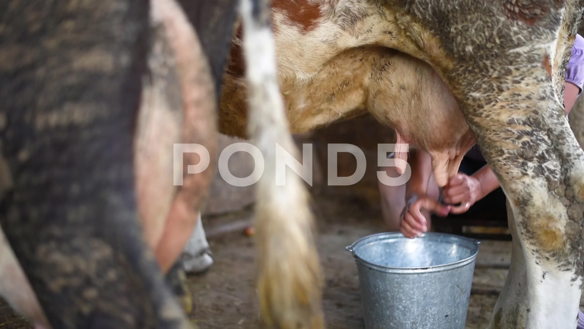 Woman Milked Like A Cow