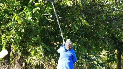 The old woman with a robbell knocks walnuts from a tree. Stock Footage 154519827