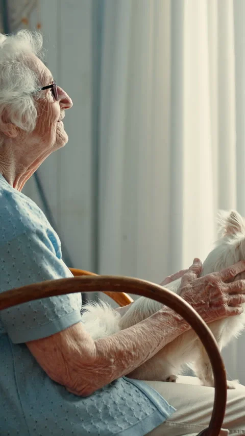 Old woman, window and thinking with dog in home for vision, memory or relax in Stock Footage 333173140