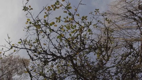 Old woman's apple is beside the leafless birches Stock Footage 84739845