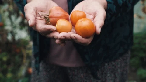 Old Women hands close up hold in the palms of ripe tomatoes, show them to the Video stock 113684830