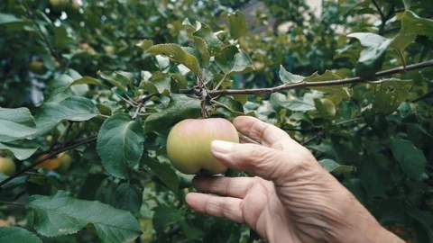 Old women picks an Apple from an Apple tree Stock Footage 113684916