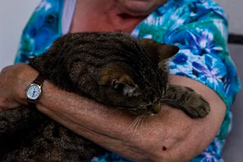 Old women stroked a cat Stock Photos