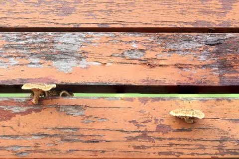 Old wood background Stock Photos