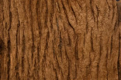 Old wood background  texture. Stock Photos