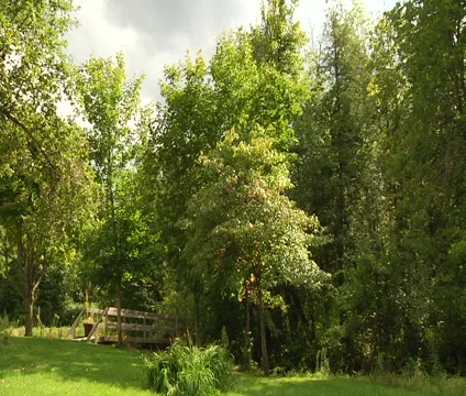 Old wood bridge in the forest Stock Footage 55297776