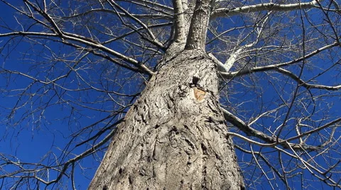 Old wood. Stock Footage 42448319