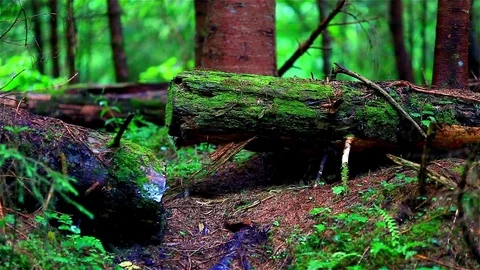 Old wood Video stock 80016269