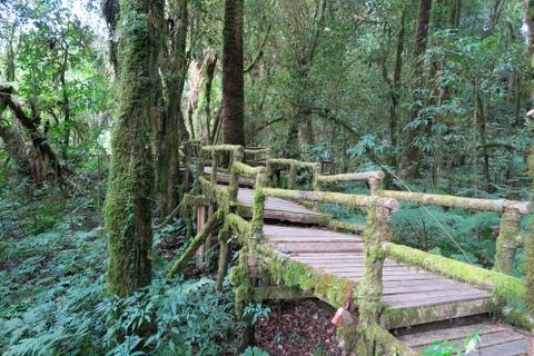 Old wood pathway through the forest Stock Photos