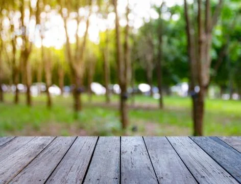 Old wood plank with abstract rubber plantation blurred background Stock Photos
