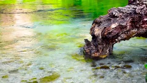 Old wood in river Stock Footage 168989617