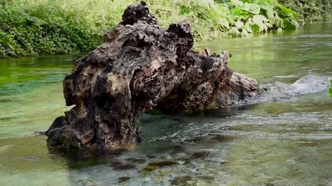 Old wood in river Stock Footage 168989636