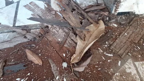 Old wood rotted by termites Stock Footage 286331093