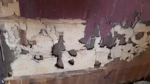 Old wood rotted by termites Stock Footage 286331125