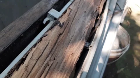 Old wood rotted by termites Stock Footage 286332054