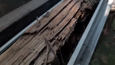 Old wood rotted by termites Stock Footage 286332070
