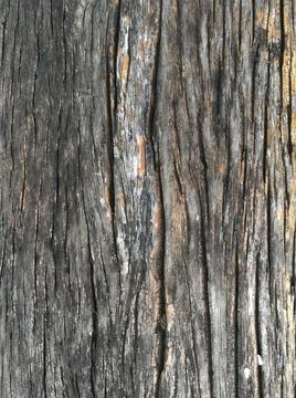 Old wood texture. Abstract background. Stock Photos