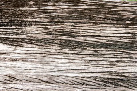 Old wood texture background Photos