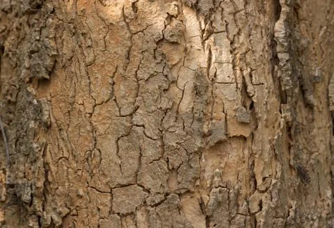 Old wood texture background Stock Photos