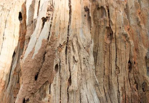 Old wood texture background 写真素材