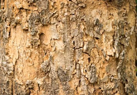 Old wood texture background Фото