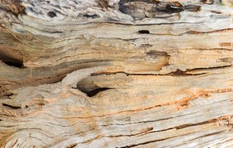 Old wood texture background Фото