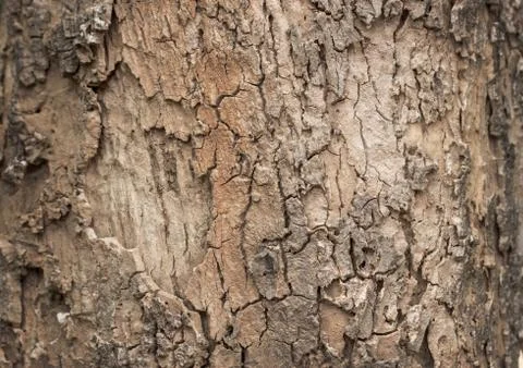 Old wood texture background Stock Photos