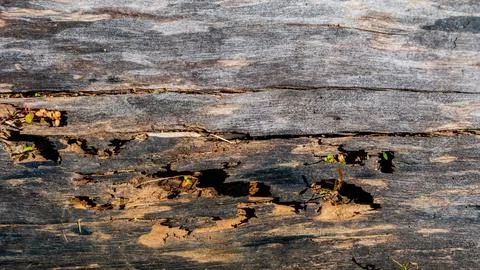 Old wood texture as a background Stock Photos