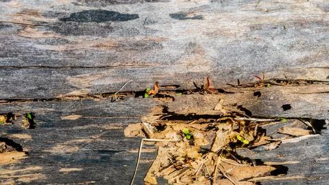 Old wood texture as a background Stock Photos