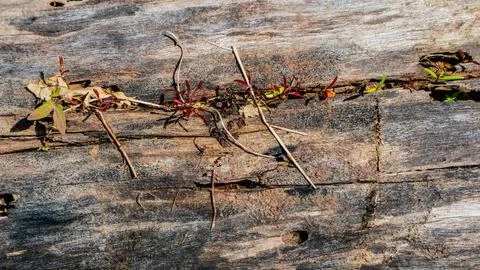 Old wood texture as a background Stock Photos