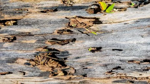 Old wood texture as a background Stock Photos
