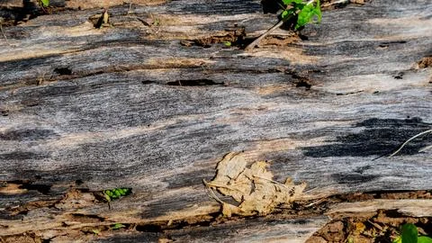Old wood texture as a background Stock Photos