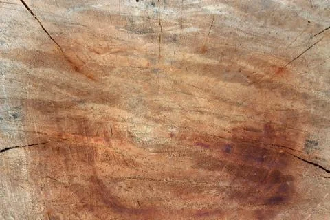 Old wood texture background surface natural pattern of cut tree 스톡 사진