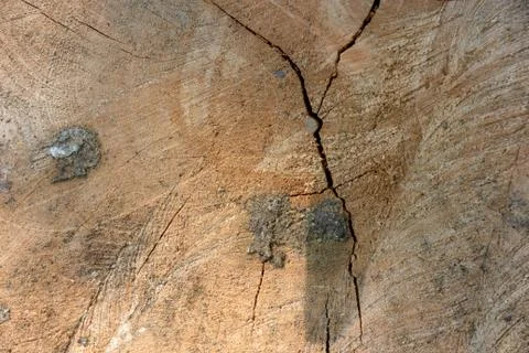 Old wood texture background surface natural pattern of cut tree Photos