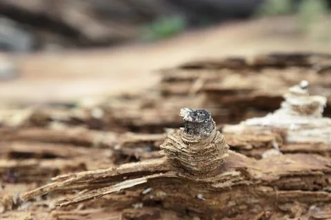 Old wood texture, close-up, selective focus Foto stock