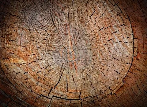 Old Wood texture of cut tree trunk, close-up Stock Photos