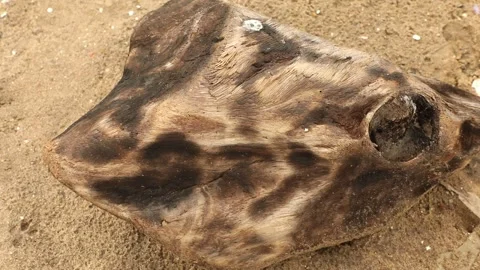 Old Wood Texture Stock Footage 301211198