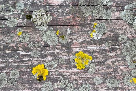 The old wood texture with natural patterns Stock Photos