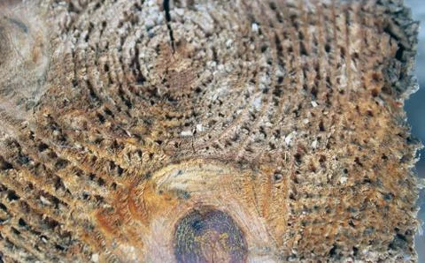 The old wood texture with natural patterns. Cross-section of the old tree Stock Photos