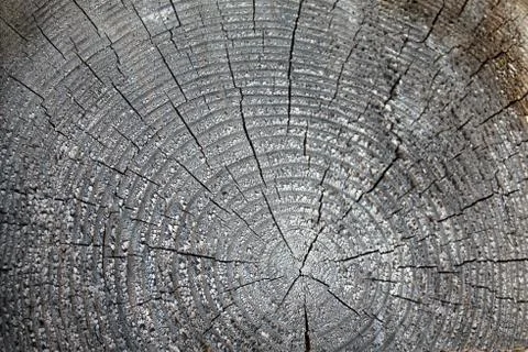 The old wood texture with natural patterns. Cross-section of the old tree Stock Photos